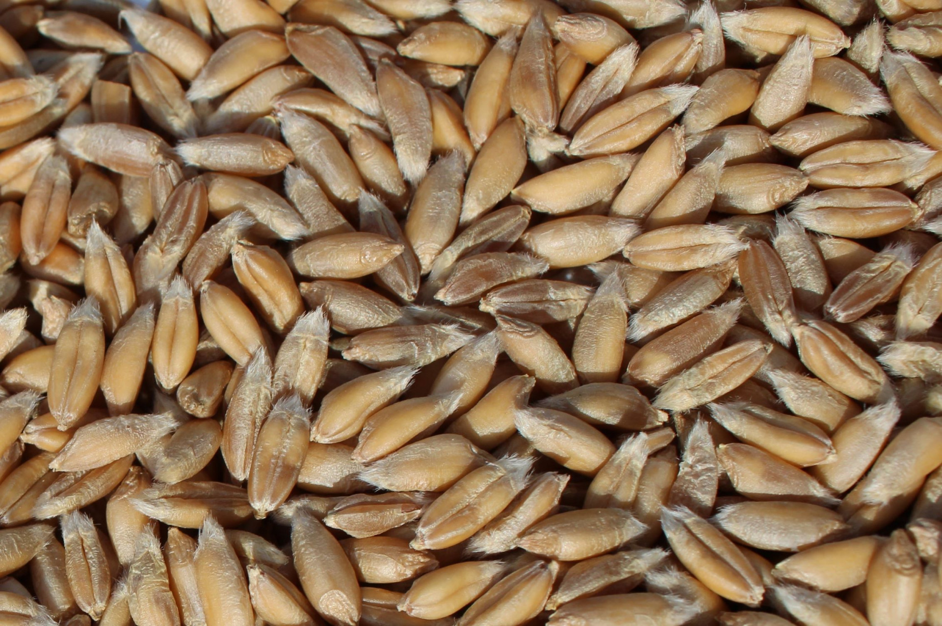 Emmer wheat: Späths Albjuwel (Triticum dicoccum)