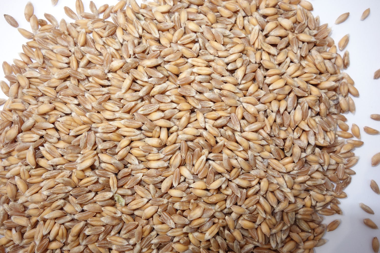 Emmer wheat: Späths Albjuwel (Triticum dicoccum)