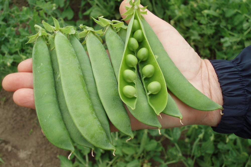 Pea Maxigolt, fresh market