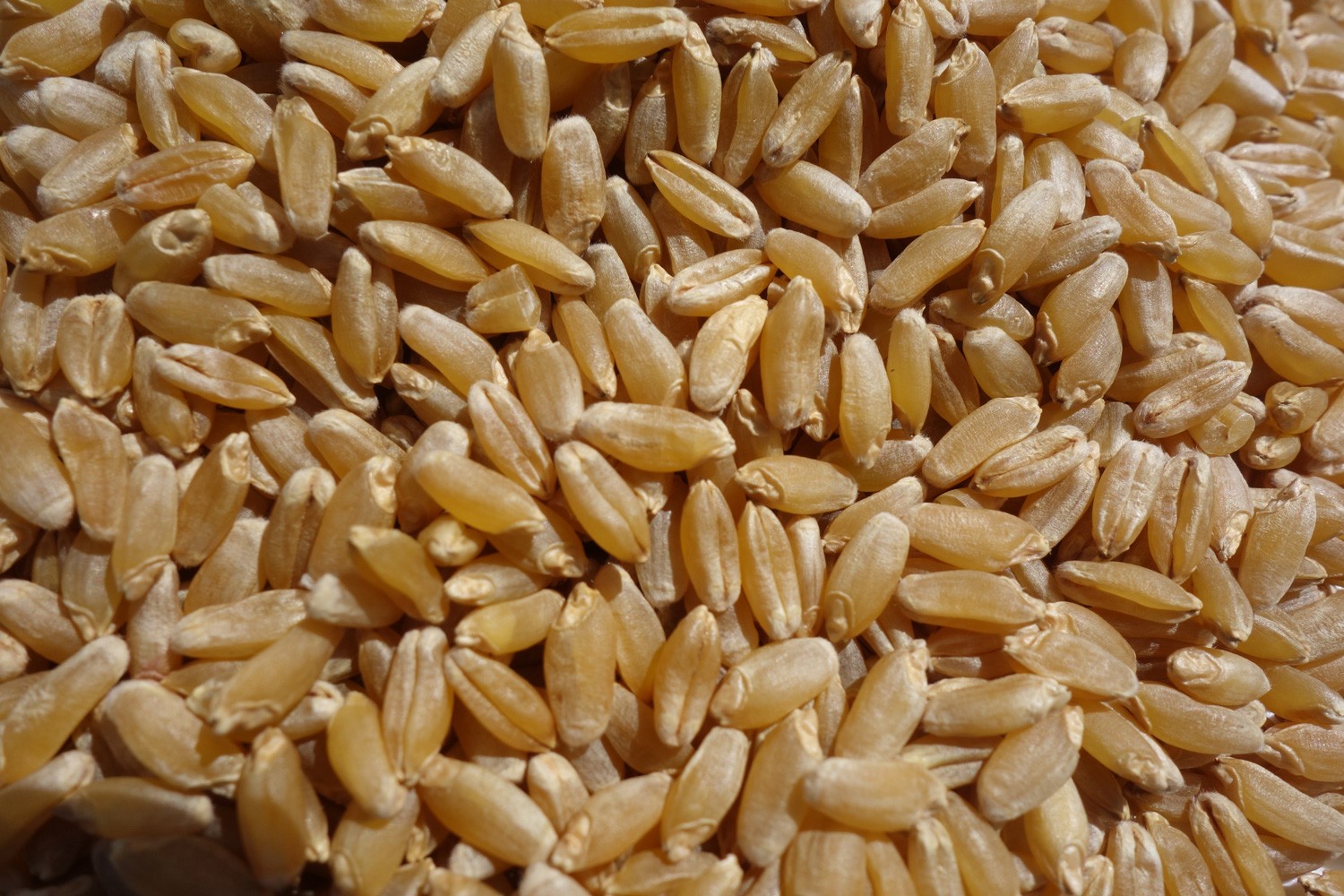 Hard wheat eco seeds: Wintergold (winter durum)