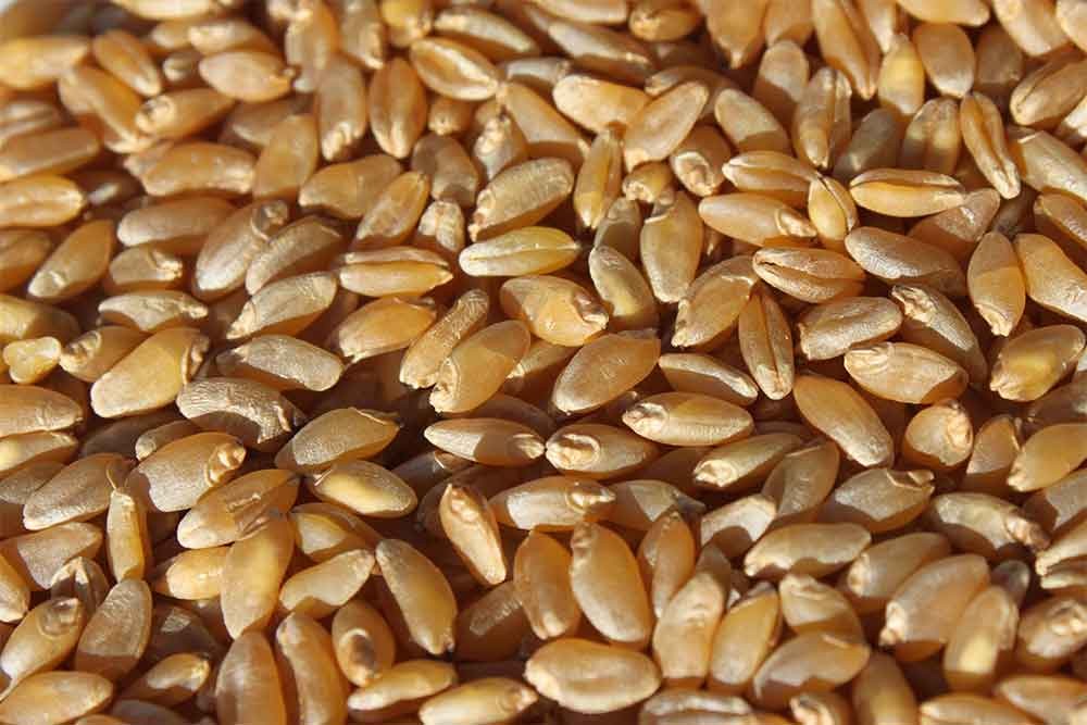 Hard wheat eco seeds: Duralis (spring durum)