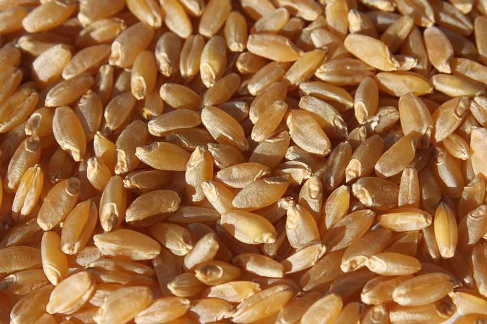 Hard wheat eco seeds: Makrodur (spring durum)