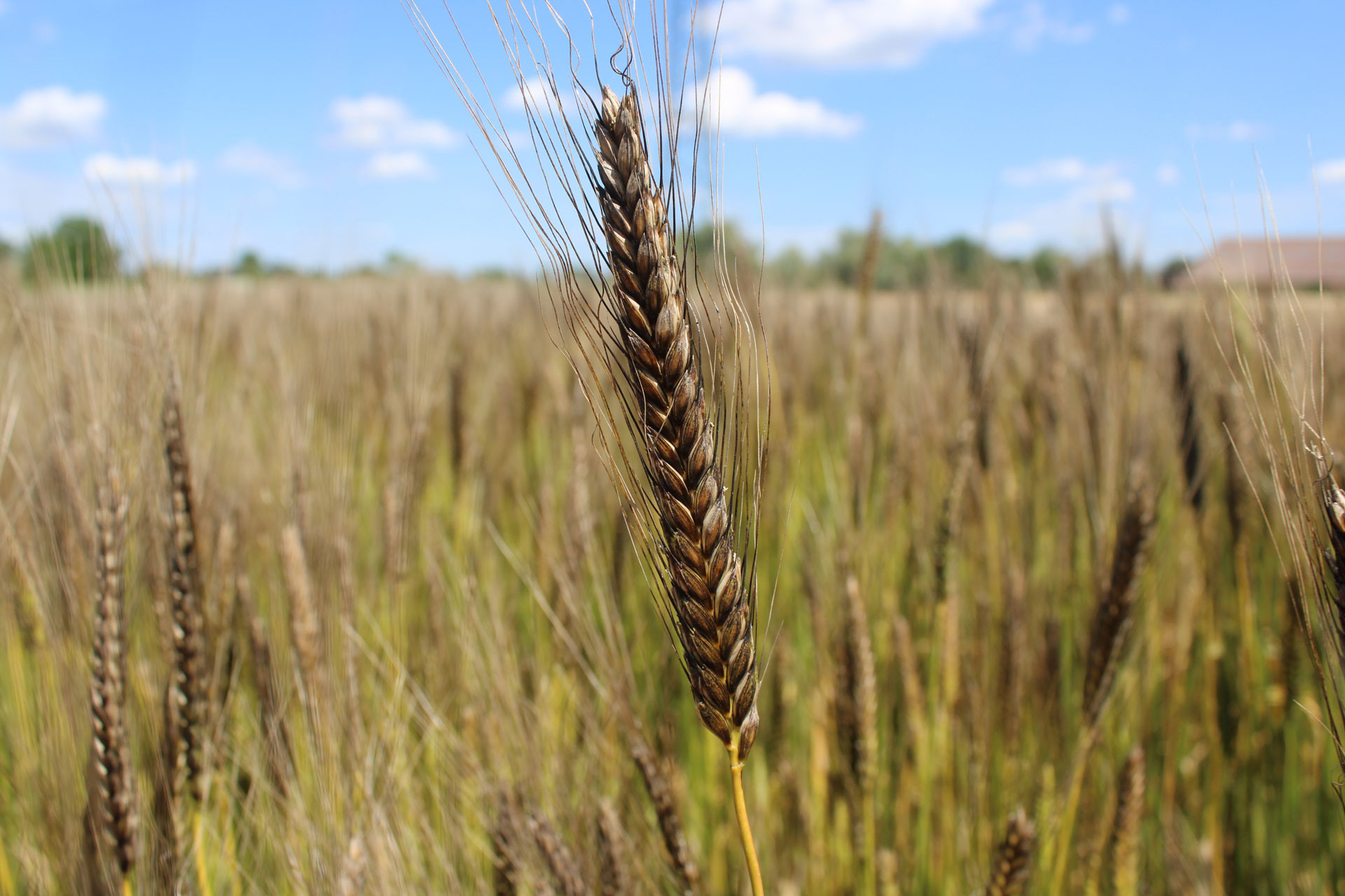 Monoverde, einkorn wheat (triticum monococcum)