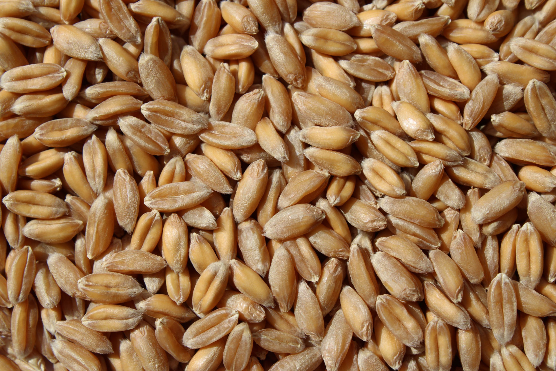 Dinkel: Conforte