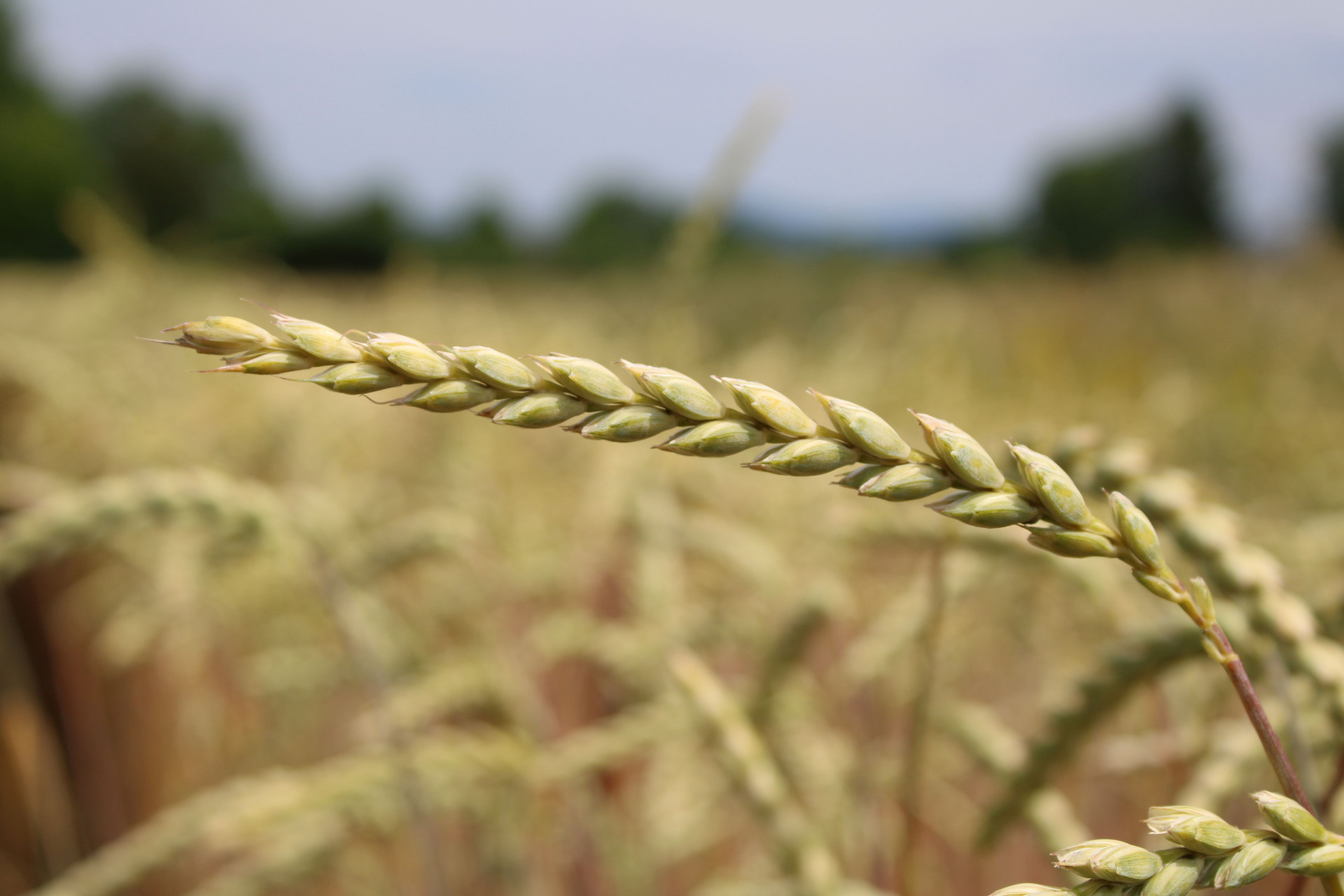 Conforte, spelt wheat