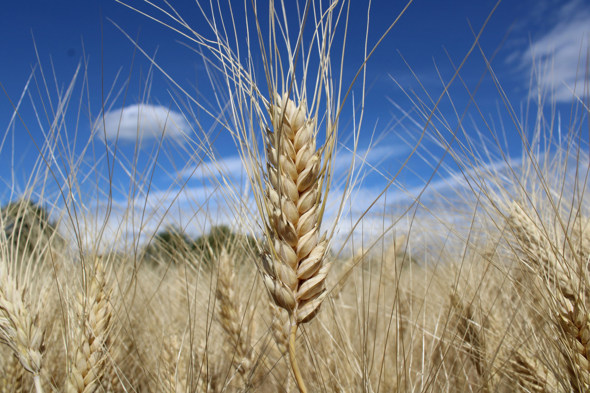 Hartweizen Duraverde Winterdurum