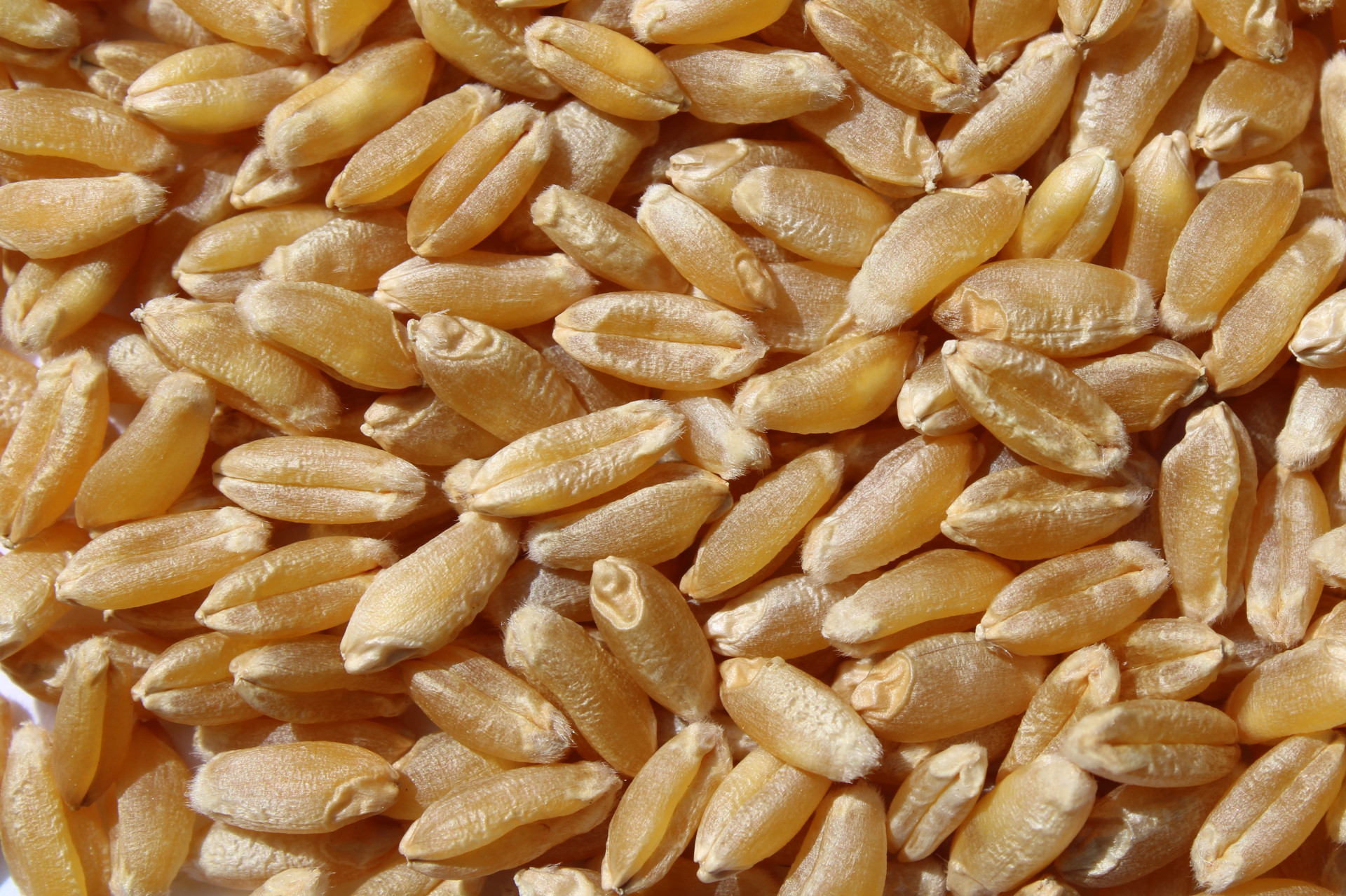 Winterdurum: Duraverde