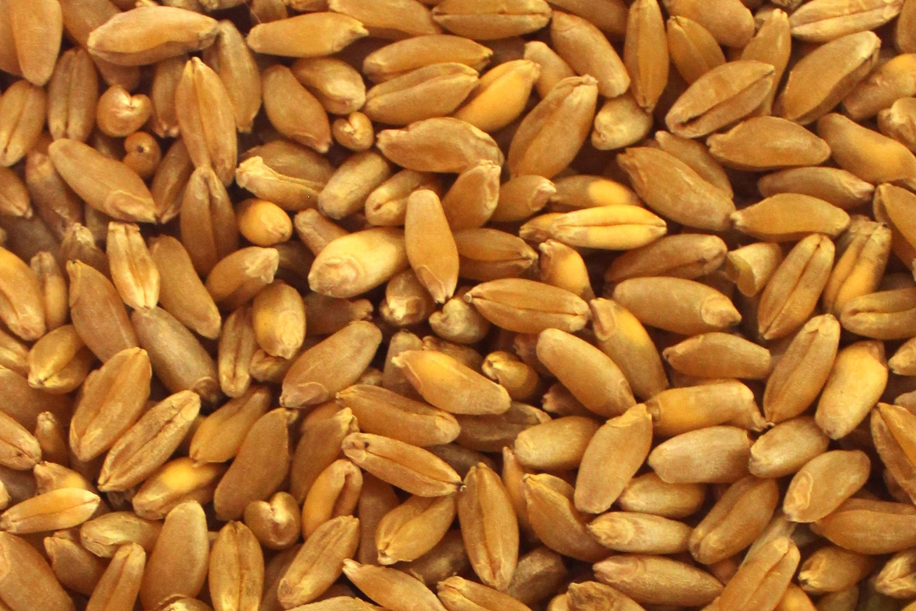 Sommerdurum: Duragro
